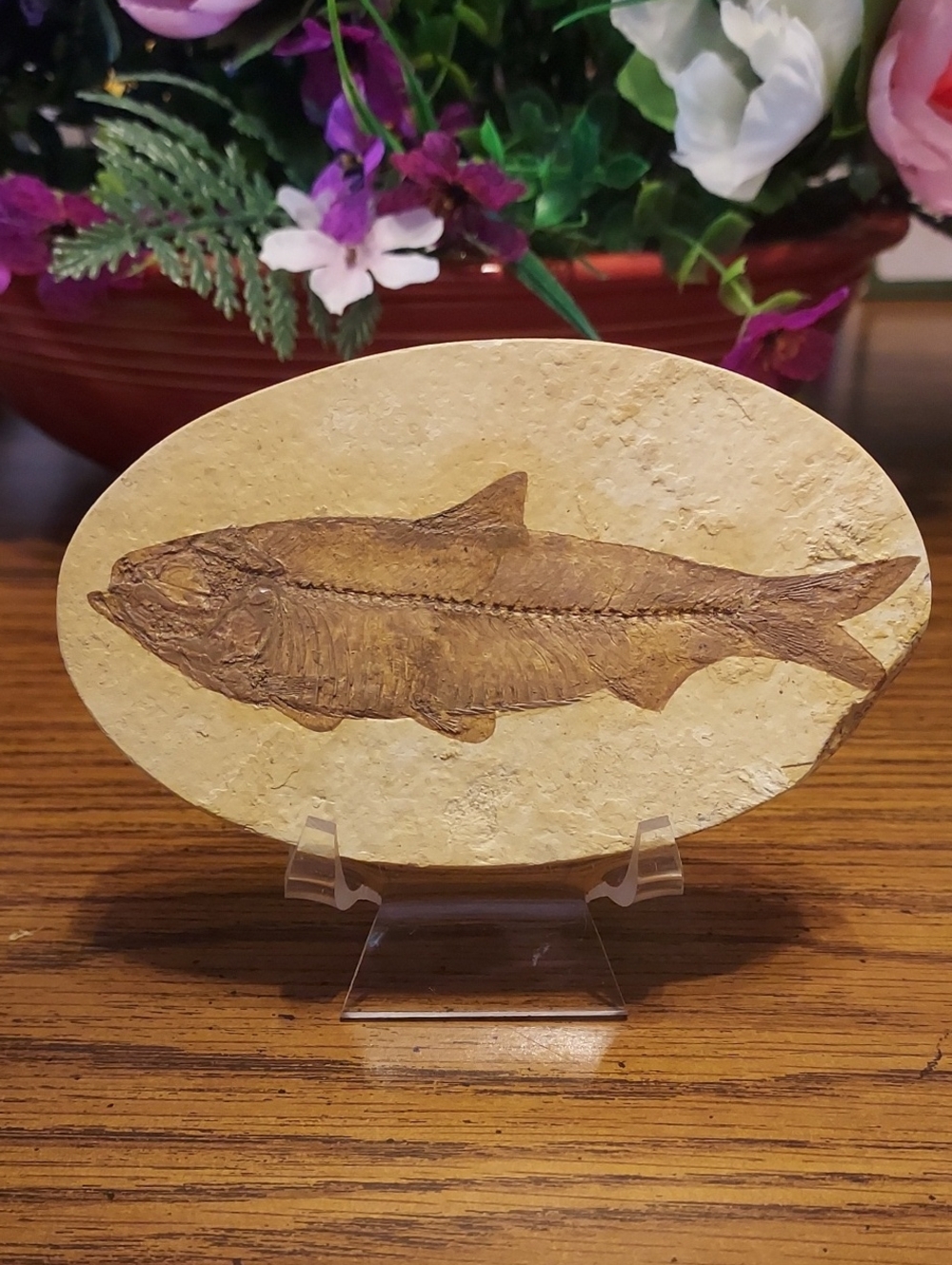 Fish Fossil  Knightia (HERRING)